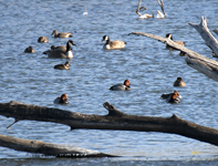 Redhead Ducks and company
